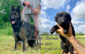 DOMAINE SIMONIS