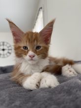 CHATTERIE D AYLORIA