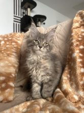 La chatterie des sortilèges Coon