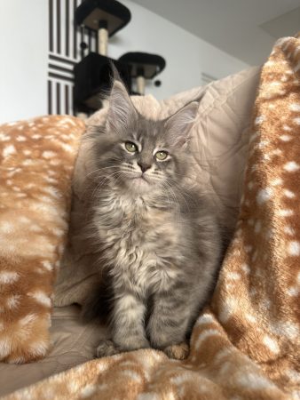 La chatterie des sortilèges Coon - Image 1
