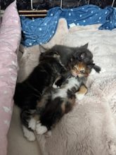 CHATTERIE DE CAVENON
