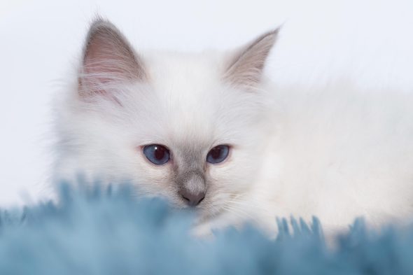 CHATTERIE AUX PERLES D O - Image 15
