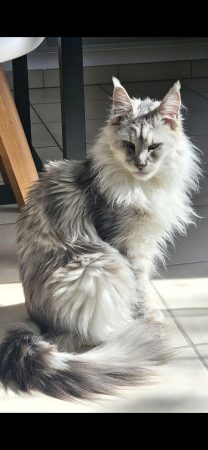 CHATTERIE DES NOELLYCAT COONS - Image 13