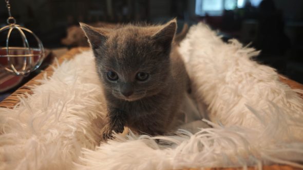 CHATTERIE D�OTSANZ - Image 5