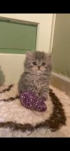 CHATTERIE DE SKOTTY CAT
