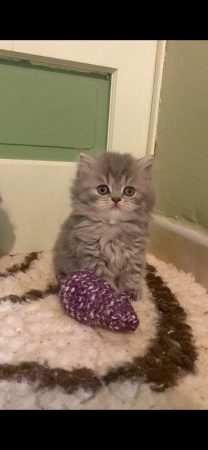 CHATTERIE DE SKOTTY CAT - Image 5