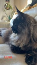 DES LYNX DU MISTRAL