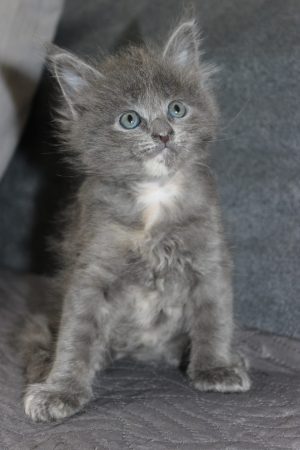 PLUME’S LITTLEPAWS - Image 41