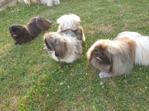 OF DARLING DOG - Image 20