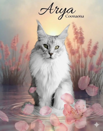 CHATTERIE DE LA JETPET&rsquo;S COON - Image 2
