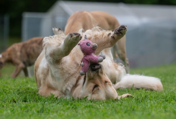 DES PLAINES DES BRUYERES – Whippet et Golden Retriever - Image 13