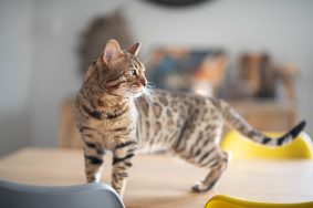 Bengal Wild Cat