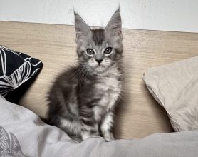 DES PATOUNES VELUES