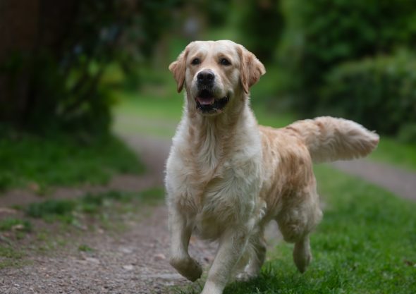 DES PLAINES DES BRUYERES – Whippet et Golden Retriever - Image 11