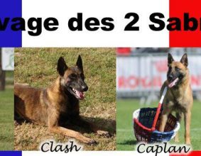 PASSION CHIEN