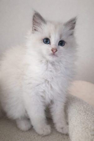 LITTLE LOVING PAWS - Image 8