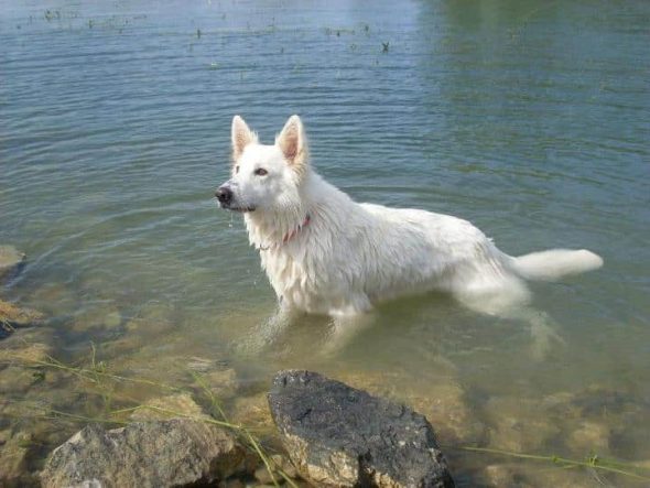 OF SHEPERD&rsquo;S PAW - Image 6