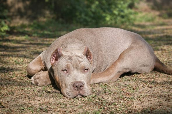 BREIZH BULLY KENNEL - Image 8