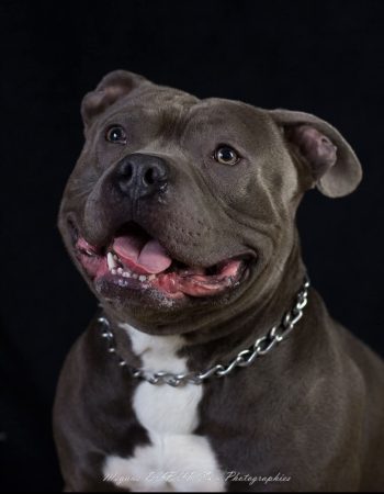 BREIZH BULLY KENNEL - Image 13