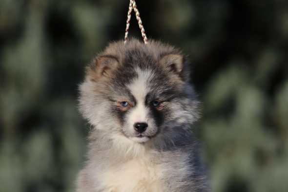 Shubenca Pomsky - Image 5