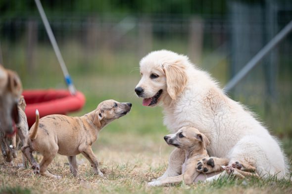 DES PLAINES DES BRUYERES – Whippet et Golden Retriever - Image 27