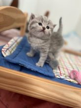 DE LALLYBROCH CATS