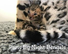 PARIS BY NIGHT