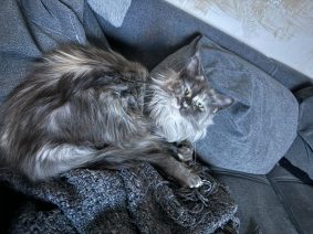 chatterie des Norv de félines