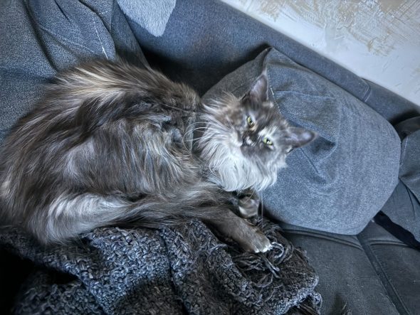 chatterie des Norv de félines - Image 2