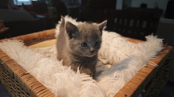 CHATTERIE D�OTSANZ - Image 6