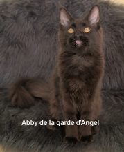 DE LA GARDE D ANGEL