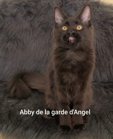 DE LA GARDE D ANGEL - Image 4