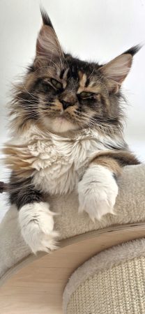 CHATTERIE DES NOELLYCAT COONS - Image 12