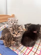 DE LALLYBROCH CATS