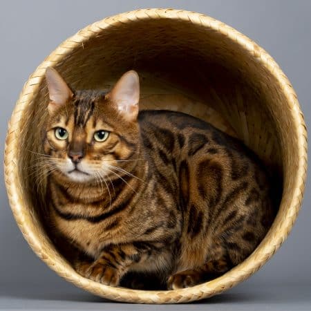 felix-felicis - Image 5