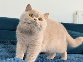 OF FURRY ANGEL