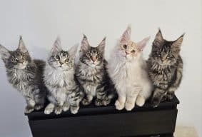 CHATTERIE D&rsquo;AUSTRALANDCOONS
