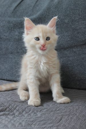 PLUME’S LITTLEPAWS - Image 17