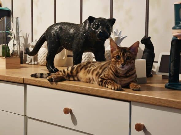 POP BENGAL - Image 5