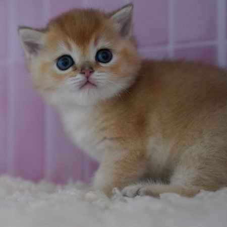 NEKOBAA - Image 9
