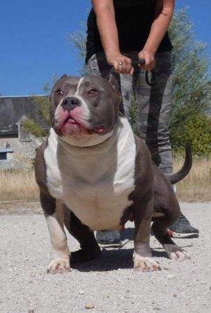 JAGUAR BULLY KENNEL - Image 8