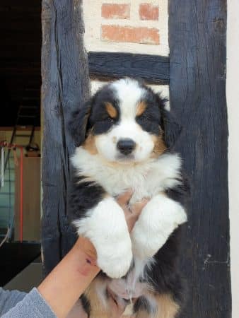 OF DARLING DOG - Image 37