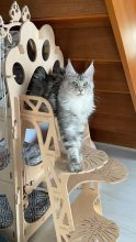 CHATTERIE DE SNOOPY ET CO