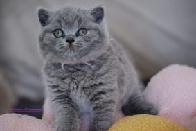 LA CHATTERIE DE L&rsquo;HERMISSERIE