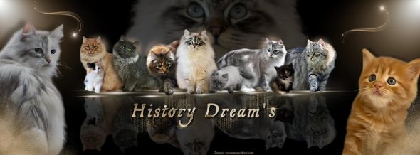 HISTORY DREAM&rsquo;S - Image 1