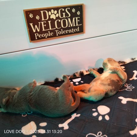 Love is a DOG - Image 21