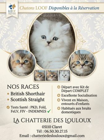 CHATTERIE DES LOULOUX - Image 1