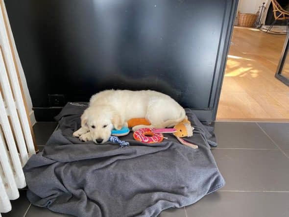OF DARLING DOG - Image 3