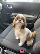 Le domaine des chiens du bonheur