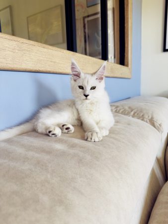 DE HUGCOON - Image 2